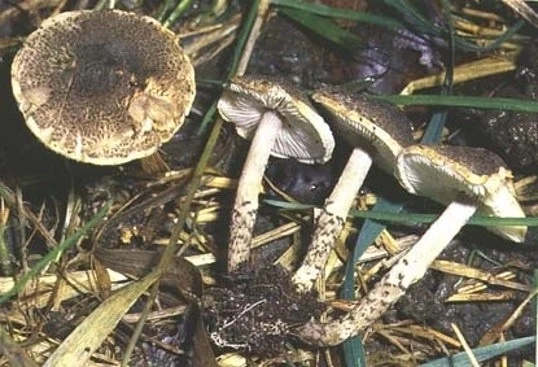 Lepiota griseovirens