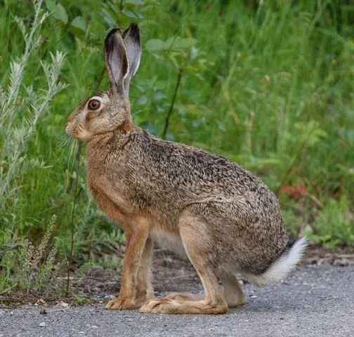 Lepus europaeus