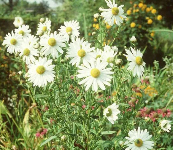 Leucanthemella serotina