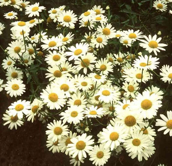 Leucanthemum vulgare