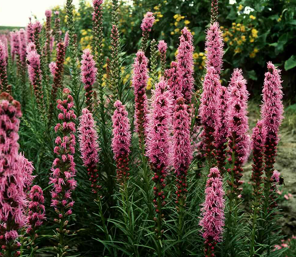 liatris-spicata