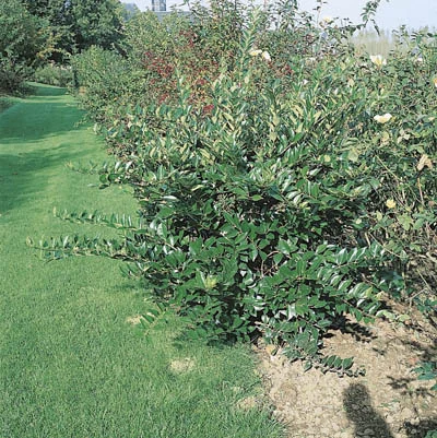 Ligustrum lucidum