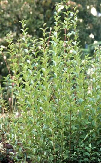 Ligustrum medium