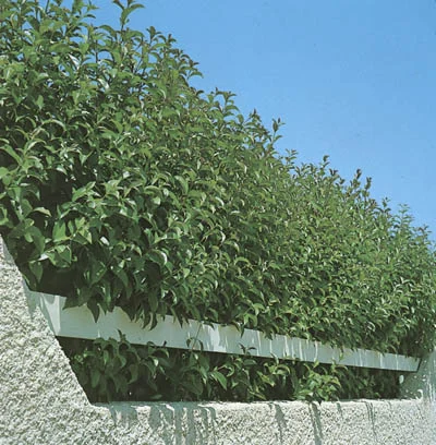 Ligustrum ovalifolium