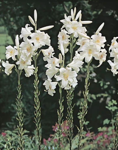 Lilium candidum