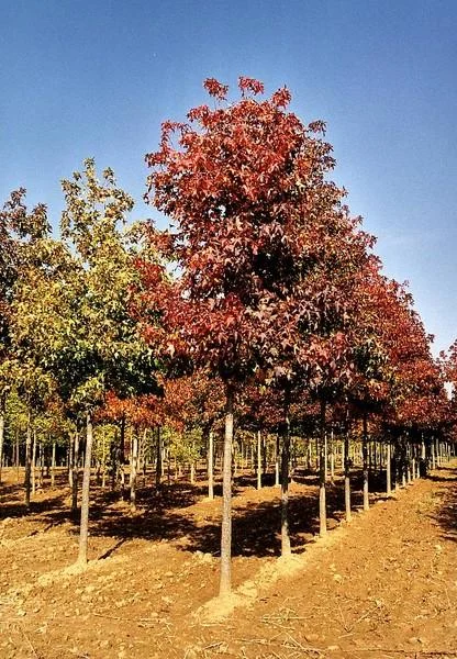Liquidambar styraciflua