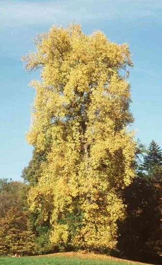 Liriodendron tulipifera