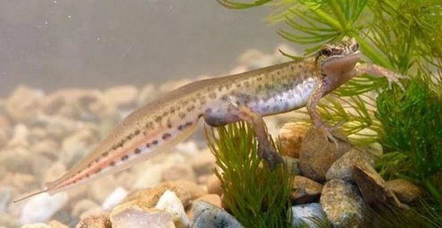 Lissotriton helveticus