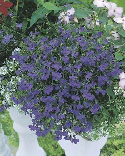 Lobelia erinus