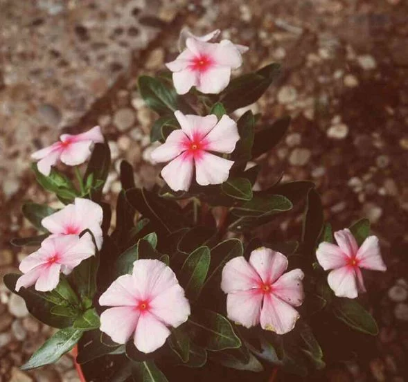 Lochnera rosea