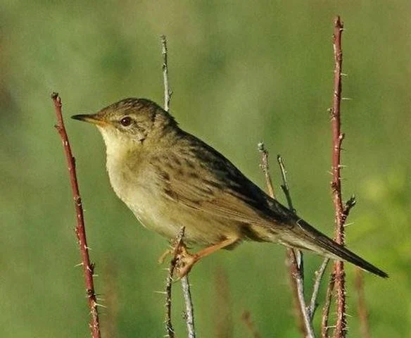 Locustella naevia
