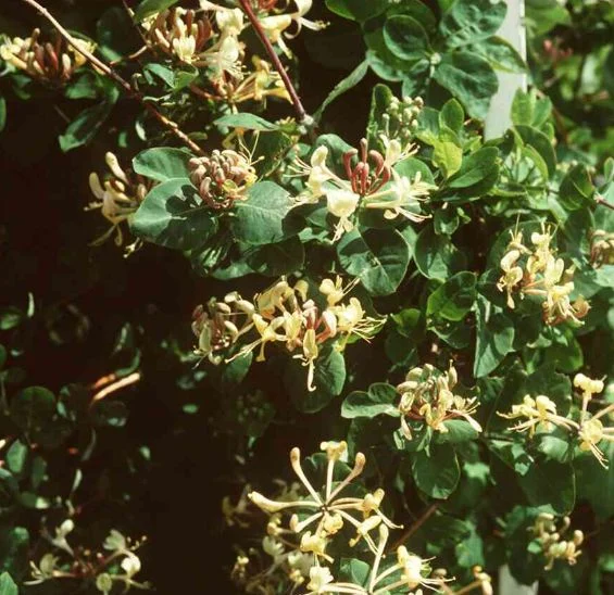Lonicera caprifolium
