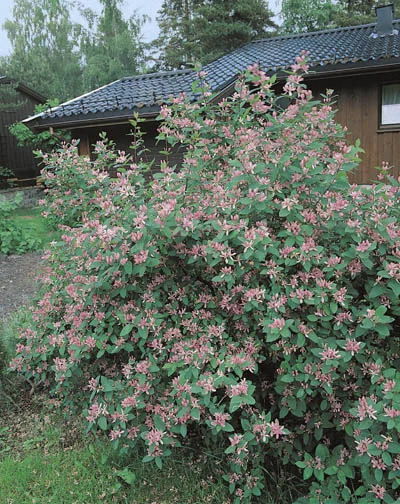 Lonicera tatarica