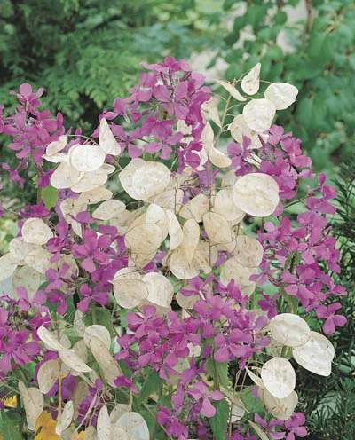 Lunaria annua