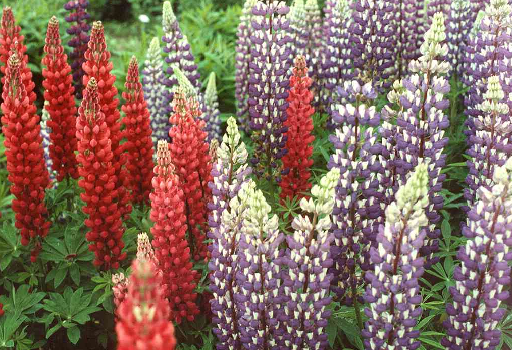 lupinus-polyphyllus