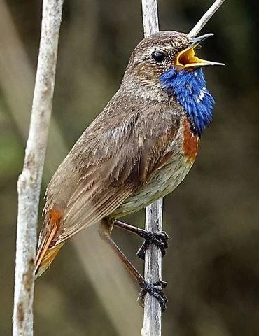 Luscinia svecica