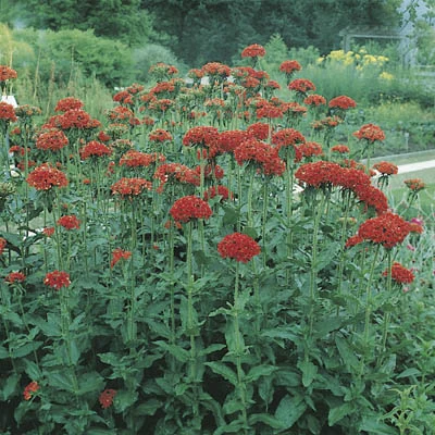 Lychnis chalcedonica