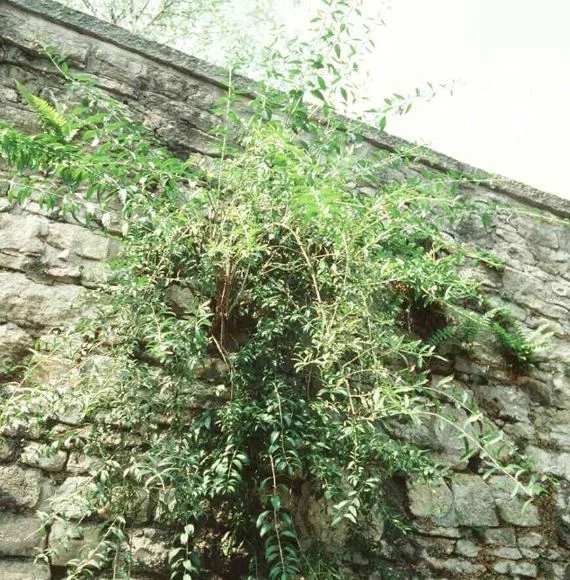 Lycium barbarum