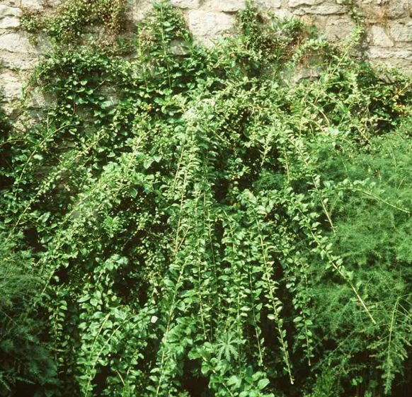 Lycium chinense