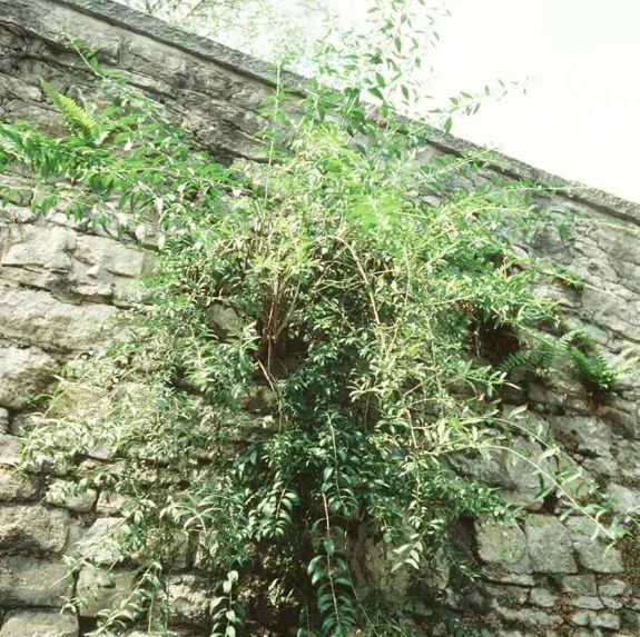 Lycium halimifolium
