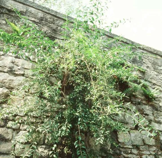 Lycium vulgare