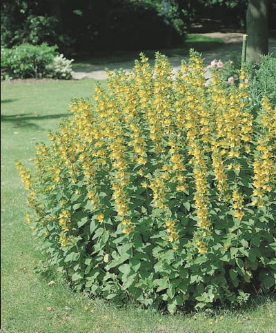 Lysimachia punctata