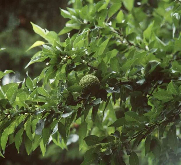 Maclura pomifera