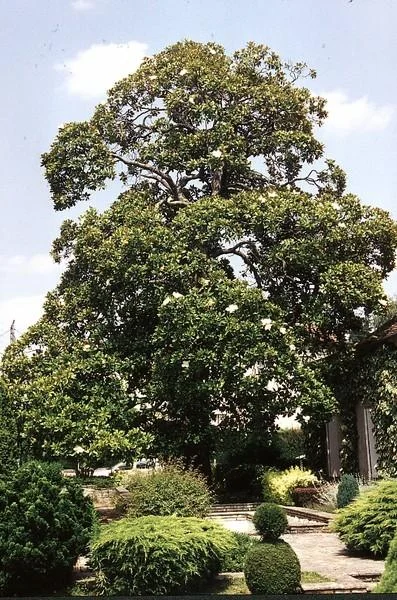 Magnolia grandiflora