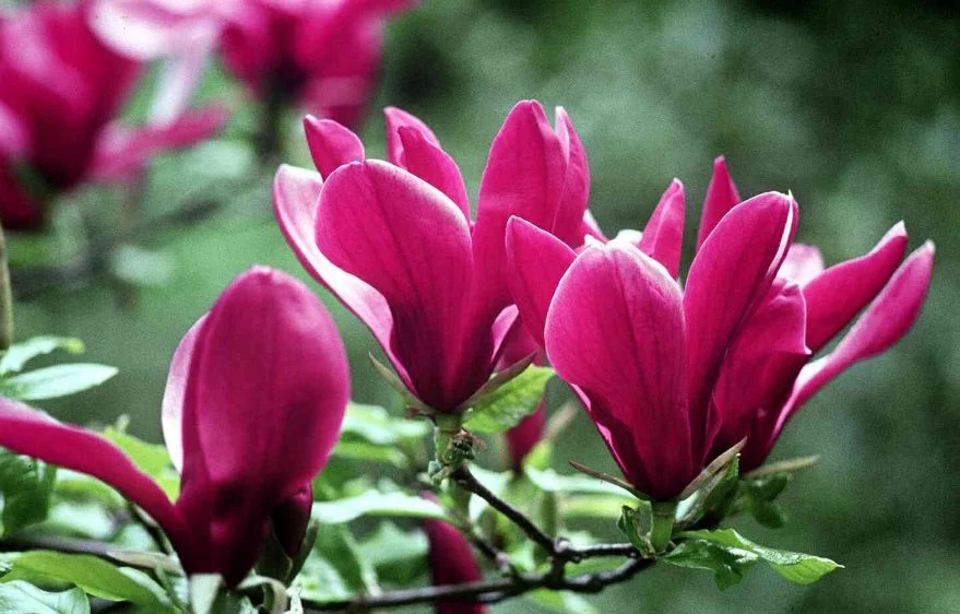 Magnolia liliiflora