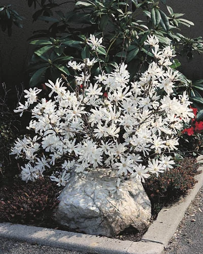 Magnolia stellata