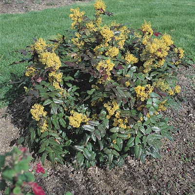 Mahonia aquifolium