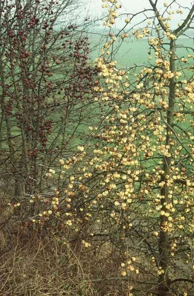 Malus domestica