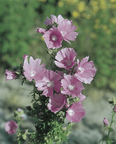 Malva moschata