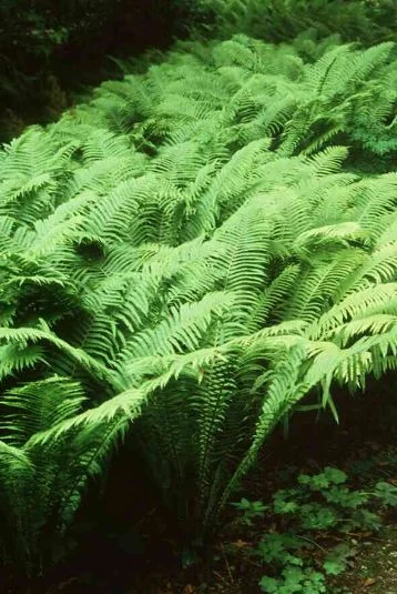 Matteuccia struthiopteris