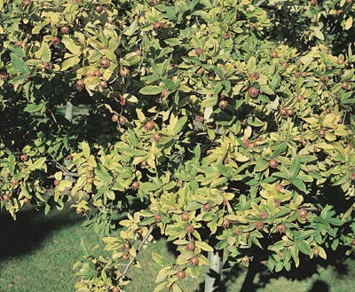 Mespilus germanica