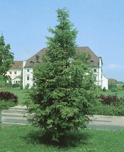 Metasequoia glyptostroboides