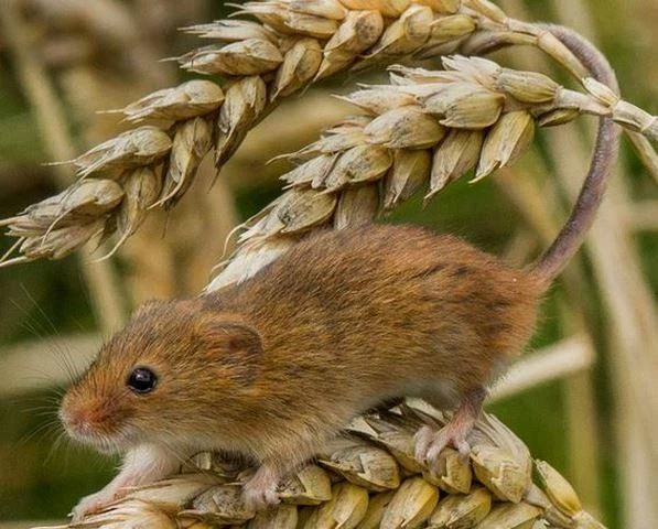 Micromys minutus