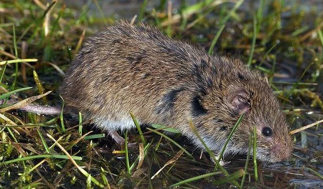 Microtus agrestis