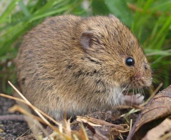 Microtus arvalis