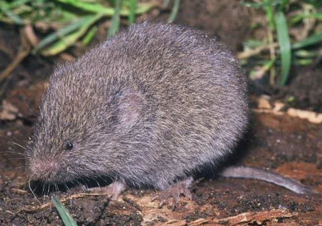 Microtus subterraneus