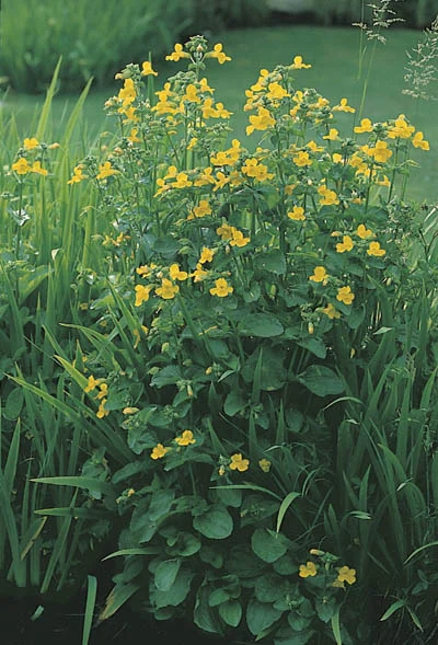 Mimulus luteus