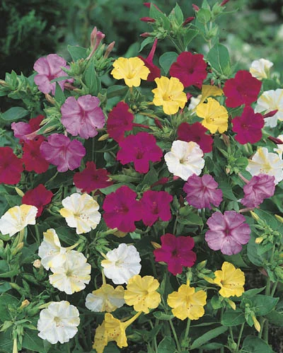 Mirabilis jalapa