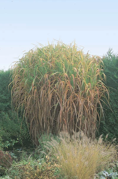 Miscanthus floridulus
