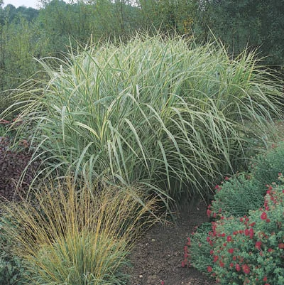 Miscanthus sinensis