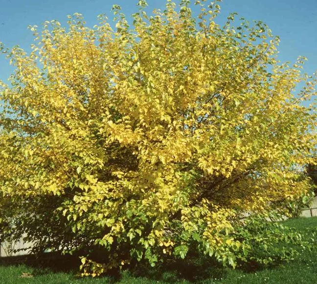 Morus alba
