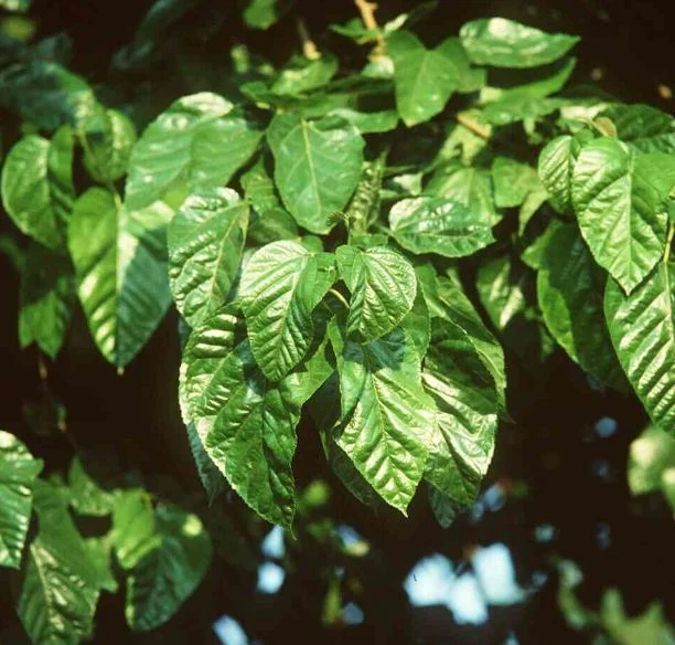 Morus nigra