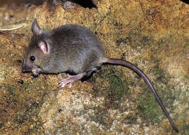Mus musculus