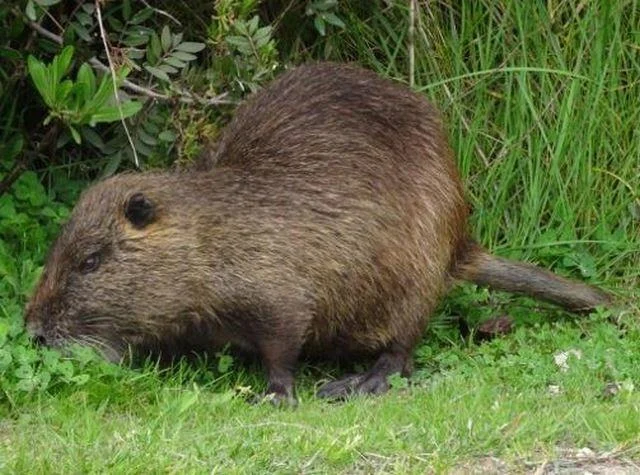 Myocastor coypus