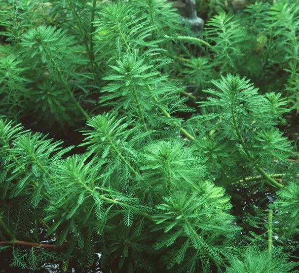 Myriophyllum aquaticum