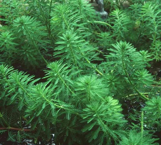 Myriophyllum brasiliense